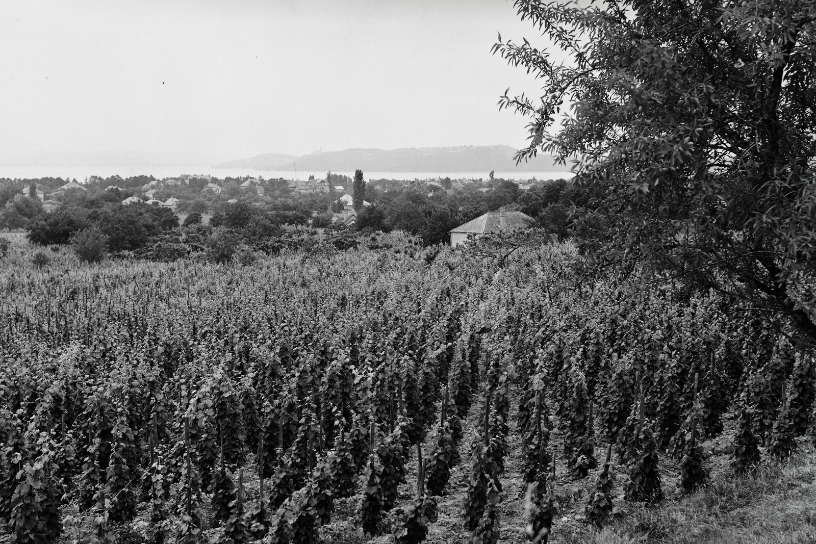 Hungary, Balatonfüred, háttérben a Tihanyi-félsziget., 1956, Kotnyek Antal, vine, vine hill, Fortepan #96543