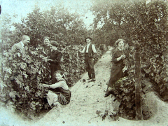 1930, Buzás Balázs, harvest, grape, Fortepan #100559