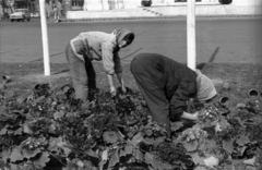 Magyarország, Budapest V., Szabadság tér, háttérben a szovjet hősi emlékmű részlete., 1968, Erdei Katalin, kertészet, Budapest, Fortepan #100862