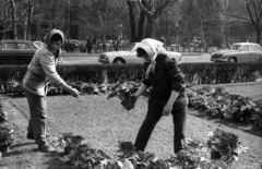 Magyarország, Budapest V., Szabadság tér., 1968, Erdei Katalin, kertészet, Budapest, virágágyás, FŐKERT-szervezet, Fortepan #100863