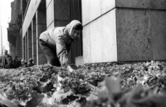 Magyarország, Budapest V., virágágyás a Kossuth Lajos utca - Károly (Tanács) körút sarkánál, távolban az északi Klotild-palota tornya., 1968, Erdei Katalin, kertészet, Budapest, virágágyás, Fortepan #100865