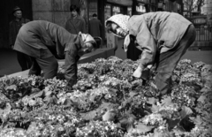 Magyarország, Budapest V., virágágyás a Kossuth Lajos utca - Károly (Tanács) körút sarkánál., 1968, Erdei Katalin, kertészet, Budapest, virágágyás, Fortepan #100866