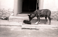 1940, Győző József, kutya, lábtörlő, Fortepan #101621