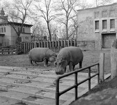 Hungary, Zoo, Budapest XIV., 1941, Kurutz Márton, hippo, zoo, Budapest, Fortepan #10199