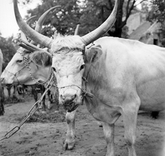 1943, Kurutz Márton, cattle, hackery, Hungarian grey cattle, Fortepan #10266