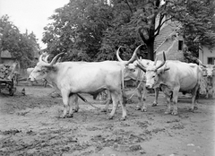 1943, Kurutz Márton, cattle, hackery, yoke, Hungarian grey cattle, Fortepan #10267