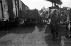 Magyarország, A kép forrását kérjük így adja meg: Fortepan / Budapest Főváros Levéltára. Levéltári jelzet: HU.BFL.XV.19.c.10, 1957, Budapest Főváros Levéltára / BRFK helyszínelési fényképei, BRFK Hivatala Bűnügyi Technikai Osztály, ló, lovaskocsi, vagon, Fortepan #103957