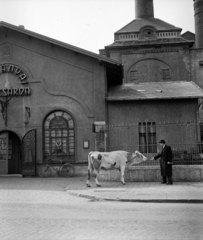 Magyarország, Budapest X., Dréher Antal út (Jászberényi út 7.), Kőbányai Sörcsárda. A kép forrását kérjük így adja meg: Fortepan / Budapest Főváros Levéltára. Levéltári jelzet: HU.BFL.XV.19.c.10, 1964, Budapest Főváros Levéltára / BRFK helyszínelési fényképei, BRFK Hivatala Bűnügyi Technikai Osztály, vendéglátás, kerékpár, szarvasmarha, Budapest, Fortepan #104575