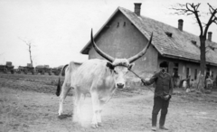 1943, Archiv für Zeitgeschichte ETH Zürich / Agnes Hirschi, Carl Lutz, chariot, cattle, bull, Hungarian grey cattle, Fortepan #105799