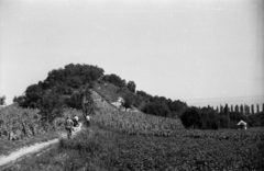 Hungary,Lake Balaton, Szigliget, Ederc utca, szemben a fáktól takarva az Óvár romjai., 1962, Hunyady József, vine hill, Fortepan #105906