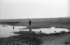 Hungary,Lake Balaton, Szigliget, Tapolca-patak., 1962, Hunyady József, peasant, goose, puddle, Fortepan #106181