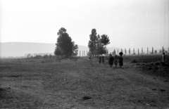 Hungary,Lake Balaton, Szigliget, a jegenyesor mögött a távolban a Keszthelyi-hegység., 1962, Hunyady József, Fortepan #106182