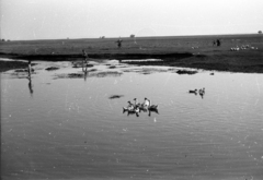 Hungary,Lake Balaton, Szigliget, Tapolca-patak., 1962, Hunyady József, duck, kids, goose, Fortepan #106183