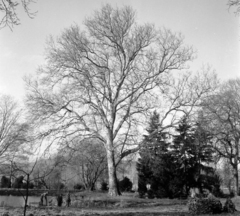 Hungary,Lake Balaton, Szigliget, az Esterházy-kastély, az Írók Alkotóházának parkja., 1965, Hunyady József, Fortepan #106387