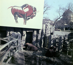 Magyarország, Városliget,Állatkert, Budapest XIV., 1964, Hunyady József, színes, Budapest, Fortepan #106411