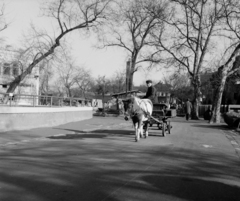 Magyarország, Városliget,Állatkert, Budapest XIV., 1964, Hunyady József, Budapest, Fortepan #107195