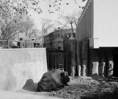 Magyarország, Városliget,Állatkert, Budapest XIV., a Bölényház., 1964, Hunyady József, állatkert, Budapest, bölény, Fortepan #107199