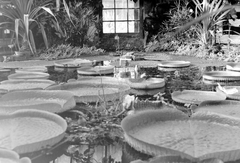 Hungary, Budapest VIII., Füvészkert, amazóniai tündérrózsák., 1942, Fortepan, greenhouse, water lily, Budapest, botanical garden, Fortepan #10770