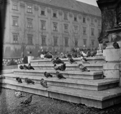 Magyarország, Pécs, Széchenyi tér a Szentháromság-szobortól a Ciszterci Rend Nagy Lajos Gimnáziuma és Kollégiuma felé nézve., 1957, Bauer Sándor, galamb, szentháromság szobor, kollégium, ciszterci rend, Fortepan #112695