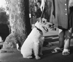 Magyarország, Budapest XIV., a felvétel a Thököly út 53. előtt készült., 1960, Bauer Sándor, kutya, Budapest, kutyasétáltatás, foxi, Fortepan #113533