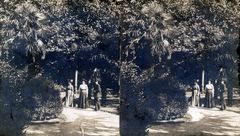 1905, Fortepan/Album007, palm tree, stereophoto, Fortepan #114829