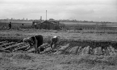 Magyarország, Budapest XV., bolgárkertészet a mai Újpalotai lakótelep helyén. A háttérben Rákospalota házai., 1960, Móra András, földművelés, kertészet, Budapest, Fortepan #114889