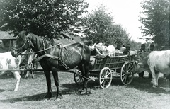 1930, Széman György, animal fair, cattle, chariot, Fortepan #115723