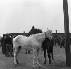 Magyarország, Budapest IX., lóvásár a Mester utca - Vágóhíd utca kereszteződés közelében., 1958, FSZEK Budapest Gyűjtemény / Sándor György, Sándor György, ló, vásár, Budapest, képarány: négyzetes, Fortepan #116804