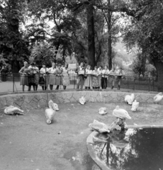 Magyarország, Városliget,Állatkert, Budapest XIV., 1959, FSZEK Budapest Gyűjtemény / Sándor György, Sándor György, fiatalság, csoportkép, Budapest, nyári ruha, pelikán, állatkert, Fortepan #116877