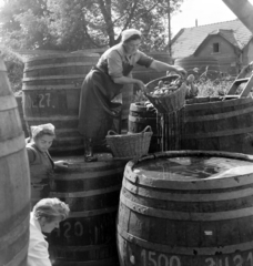 Magyarország, 1959, FSZEK Budapest Gyűjtemény / Sándor György, Sándor György, nők, hordó, kosár, fejkendő, munkaköpeny, gumicsizma, Fortepan #116891