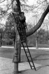 Magyarország, 1959, FSZEK Budapest Gyűjtemény / Sándor György, Sándor György, létra, lámpaoszlop, Fortepan #117152