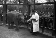 Magyarország, Városliget,Állatkert, Budapest XIV., 1958, FSZEK Budapest Gyűjtemény / Sándor György, Sándor György, elefánt, állatkert, Budapest, Fortepan #117195