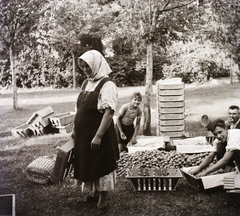 Hungary, Halásztelek, (ekkor Tököl külterülete), Korbuly birtok., 1940, Korbuly, fruit, Fortepan #117598