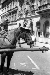 Magyarország, Budapest VII., Akácfa utca a Rákóczi útnál., 1958, FSZEK Budapest Gyűjtemény / Sándor György, Sándor György, kalap, ló, Budapest, Fortepan #119025