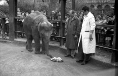 Magyarország, Városliget,Állatkert, Budapest XIV., 1958, FSZEK Budapest Gyűjtemény / Sándor György, Sándor György, elefánt, Budapest, állatkert, állatgondozók, születésnap, sütemény, Fortepan #119096