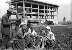 Magyarország, 1959, FSZEK Budapest Gyűjtemény / Sándor György, Sándor György, mezőgazdaság, fűszerpaprika, Fortepan #119108