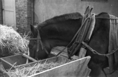 Lengyelország, 1943, Bogdan Celichowski, Fortepan #119471