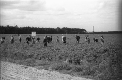 Poland, 1947, Bogdan Celichowski, bug, boys, work, Fortepan #119835