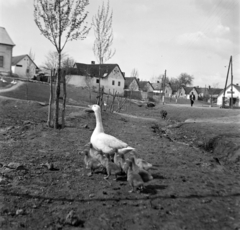 1940, Dienes Balázs, village, street view, goose, Fortepan #120288