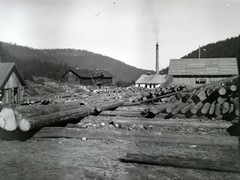 1917, Hanser Mária, wood extraction, Fortepan #120445