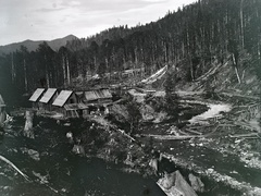 1917, Hanser Mária, wood extraction, Fortepan #120452