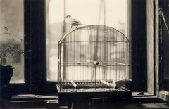 1931, Hanser Mária, bird cage, canary, Fortepan #120605