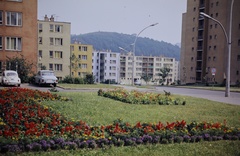 Hungary, Kazincbarcika, Pollack Mihály utca., 1975, Inkey Tibor, colorful, blocks, flower, palm tree, view, road sign, automobile, FSO-brand, Volkswagen Beetle, flower bed, Fortepan #120821