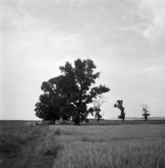 Magyarország,Balaton, Szigliget, a Szigligeti öböl Balatongyörök felé nézve., 1955, Inkey Tibor, látkép, szarvasmarha, Fortepan #120923