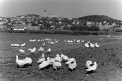 Magyarország,Balaton, Tihany, Belső-tó, szemben a Bencés Apátság., 1955, Inkey Tibor, baromfi, vízpart, Fortepan #120928