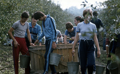 Magyarország, Nyírlugos, diákok almaszüreten a Nyírlugosi Állami Gazdaságban., 1985, Urbán Tamás, színes, Fortepan #125143