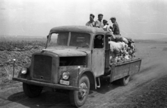 1955, Bauer Sándor, teherautó, zsák, rendszám, Klöckner-Humboldt-Deutz S3000, Fortepan #127720