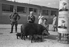 Magyarország, Budapest X., Albertirsai úti vásár területe, Országos Mezőgazdasági Kiállítás és Vásár., 1955, Bauer Sándor, Budapest, kíváncsiság, plakát, kézben tartani, sertés, Fortepan #127789