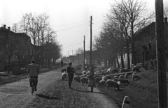 1954, Bauer Sándor, sheep, pig, herd, street view, group of pigs, village, Fortepan #128028