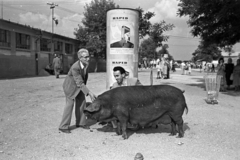 Magyarország, Budapest X., Albertirsai úti vásár területe, Országos Mezőgazdasági Kiállítás és Vásár., 1955, Bauer Sándor, hirdetőoszlop, sertés, Budapest, Fortepan #128462